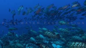 2500_Big shoal of Groupers and Soldierfish