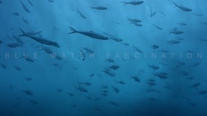 1675_Shoal Trevally with waves above