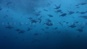 1674_Shoal Trevally swimming below ocean surface