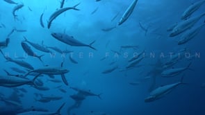1673_Trevally swimming close by below ocean surface