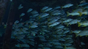 2603_Group of Onespot Snappers close up