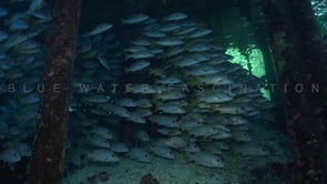 2602_Many Onespot Snappers under Pier