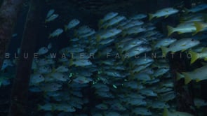 2574_Onespot Snappers close up under Pier