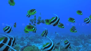 2579_Different Bannerfish on coral reef