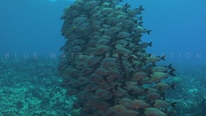 2596_Many Paddeltail Snappers on coral reef