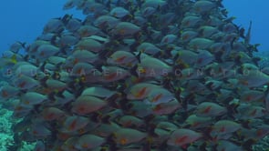 2597_Many Paddletail Snappers close up