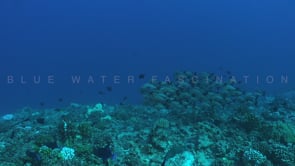2590_Paddletail Snappers close up on coral reef