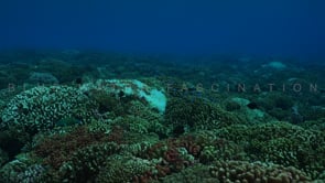 2588_Coral bleaching of hard corals on coral reef