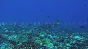 2591_Shoal of Paddletail Snappers swimming over coral reef