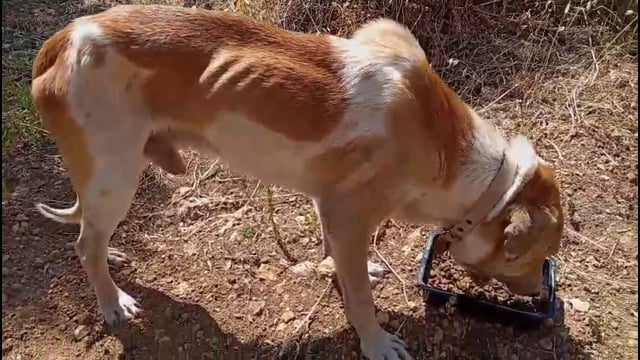 Αίγινα: Σκελετωμένος άρρωστος και τυφλός σκύλος έχει εγκαταλειφθεί από τον ιδιοκτήτη του 11-6-2026