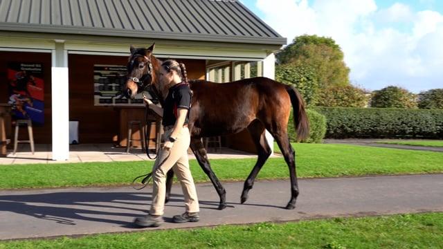 Lot 31