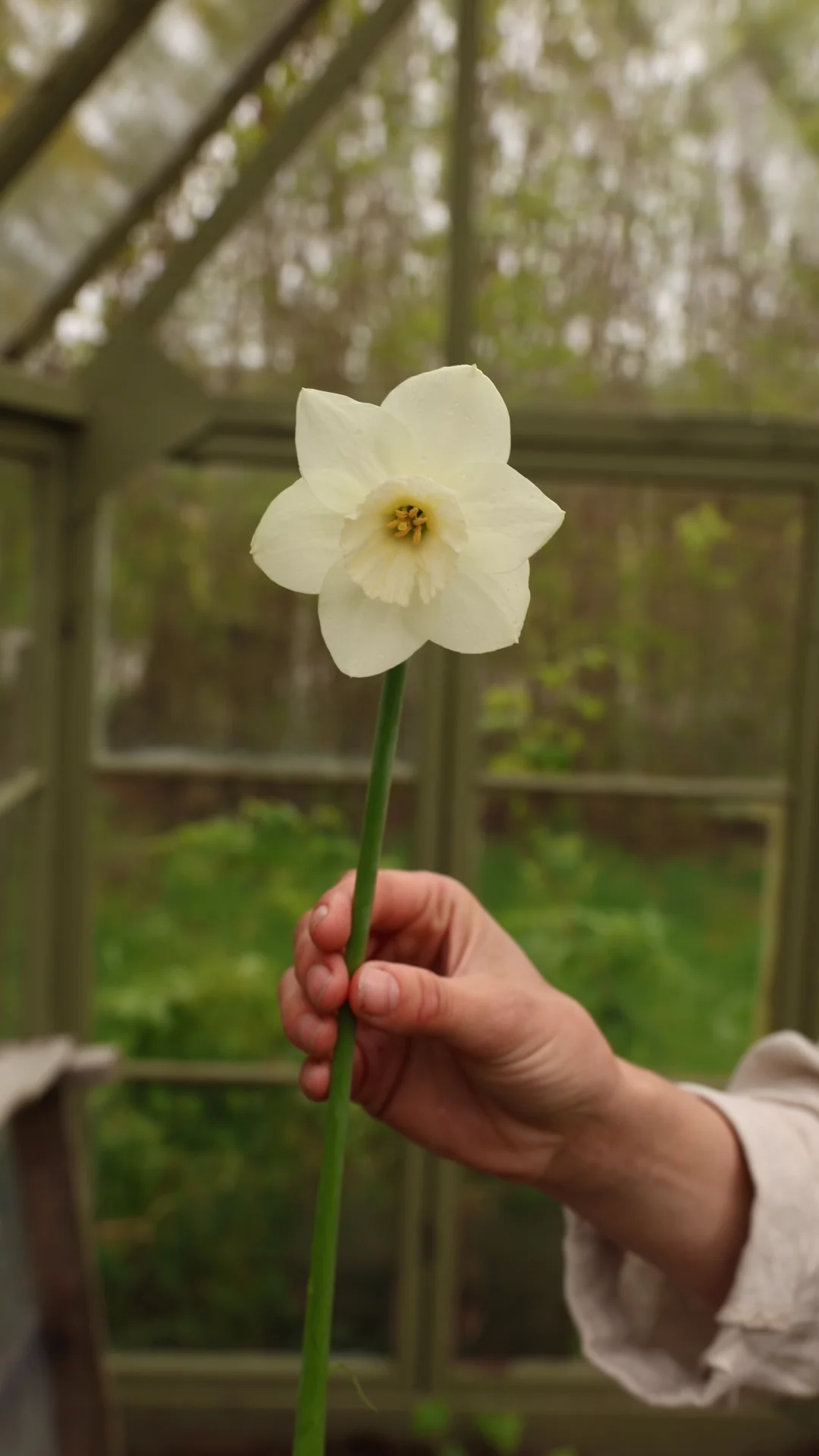 Bulbs Narcissus - Arctic Power - Buy bulbs online – Florea Garden
