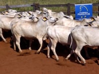 Lote 49
