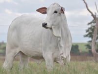 Lote 20