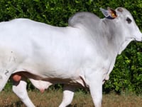 Lote 57