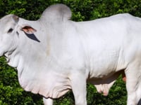 Lote 60