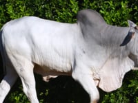 Lote 56