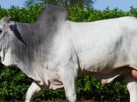 Lote 92