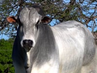 Lote 130