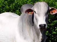 Lote 63