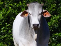Lote 94
