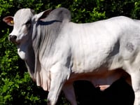 Lote 95
