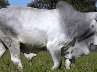 Lote 119