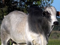 Lote 129