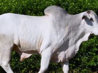 Lote 47