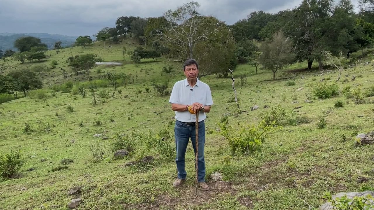 Plantación de Cacao