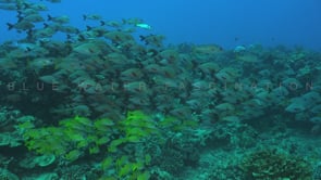 2592_Many mixed Snappers close up on coral reef