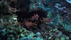 2586_Soldierfish close up outside cave