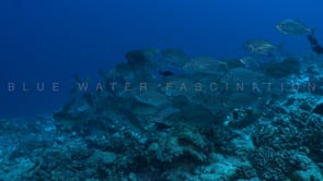 2581_Trevallies swimming in circles on coral reef