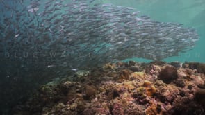 0041_Sardines swimming over coral reef