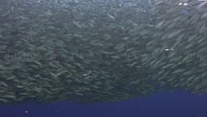 0073_Sardine shoal close up in front of the camera