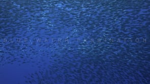 1769_Shoal of Sardines close up at camera