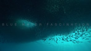 0371_Shoal of Sardines swimming in blue ocean