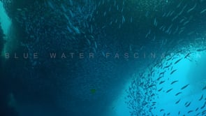 0373_Millions of Sardines swimming in ocean