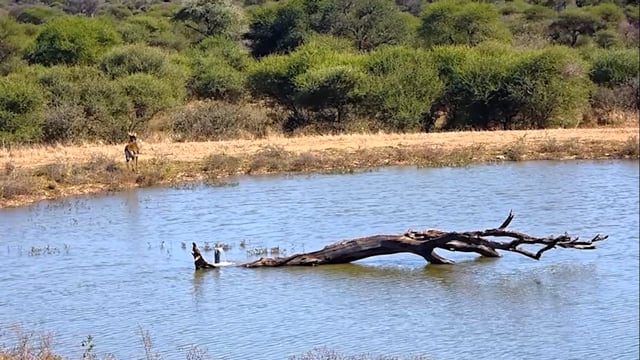 Botswana Archäologie-Schatz an der Lotsane Luxury River Lodge 