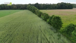 12.06.2025 Alte Getreidesorten