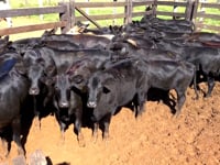 Lote 07