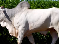 Lote 67