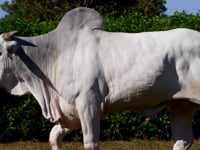 Lote 80