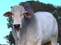 Lote 161
