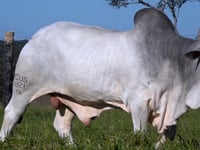 Lote 190