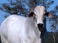 Lote 191