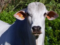 Lote 59