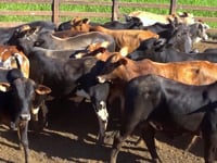 Lote 56