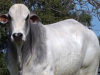 Lote 124