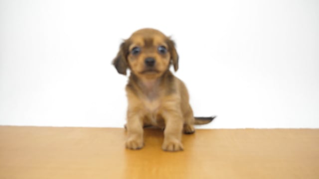 ハーフ犬（チワックス） レッド 女の子 高井戸店 2025061148605